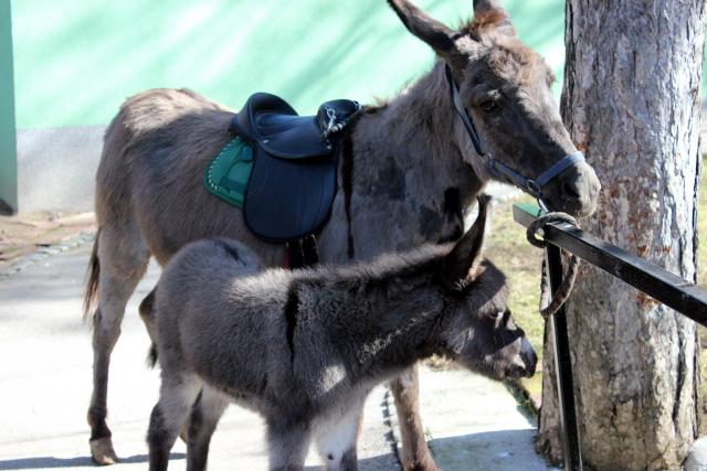 Foto: Tanjug / Dušan Aničić
