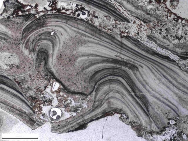 Mikroskopska fotografija teksture gejzirita na Dreser formaciji. Ona je dokaz da su mineralne naslage poele da se taloe na ovom mestu pre 3,5 milijardi godina (Foto: Nature Communications)