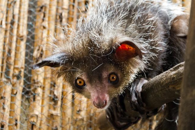 Aj-aj lemur (Foto: Thinkstock)