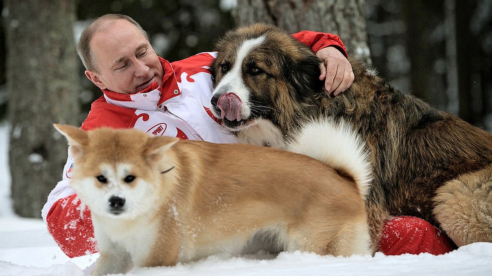 S vremena na vreme, Putin bi javnosti pokazao i nenu stranu - na ovim fotografijama se igra u snegu sa njegovim psima Bafijem i Jumi (2013. godina)/Getty Images
