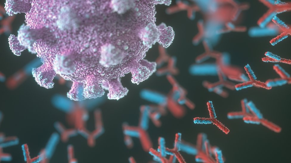Antitela u obliku slova Y lepe se na povrinu virusa da bi spreila da zaraze elije tela/Getty Images