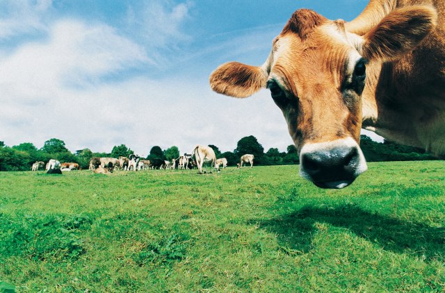 Foto: Thinkstock