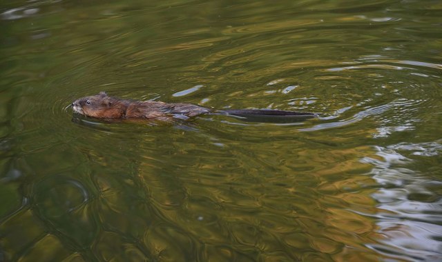 Foto: Getty/Steve Dykes / Stringer