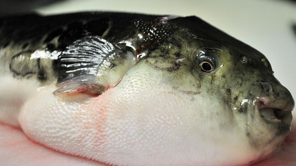 Opasna naduvana riba je popularno jelo u Japanu/Getty Images