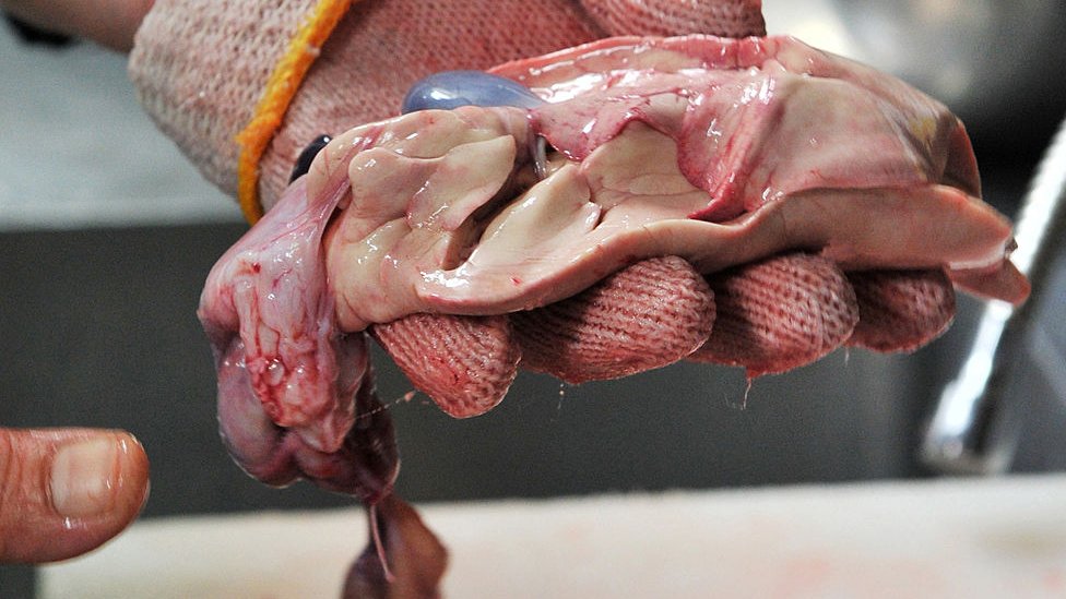 Kuvari moraju da prou poseban trening da bi mogli da spreme naduvanu ribu i uklone otrovne organe/Getty Images
