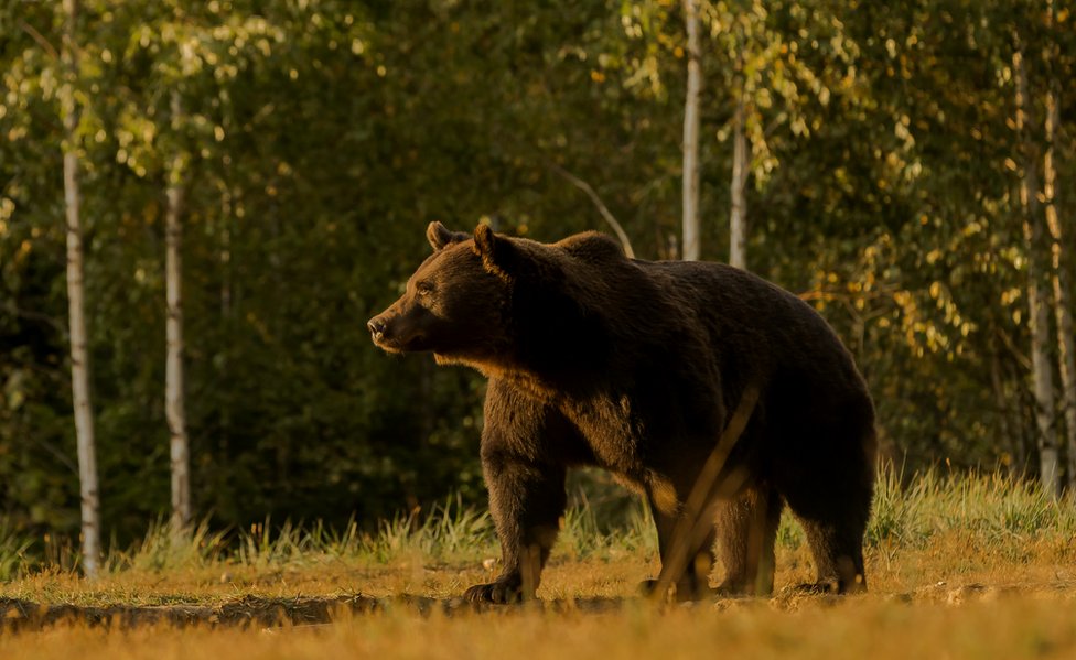 U Rumuniji ivi oko 6.000 medveda/Levente Peter