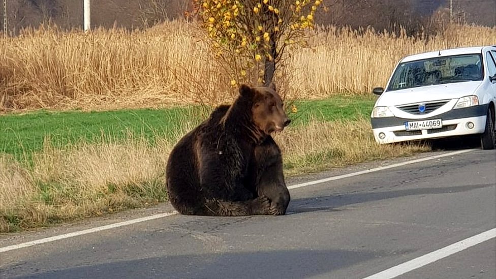 U Rumuniji je u porastu broj medveda i napada/Brasov Roads and Bridges Directorate