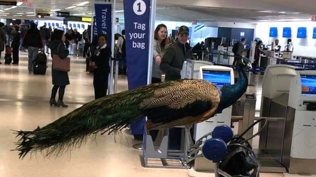 Paun koji je deo emotivne terapije vraen je sa leta na aerodromu u Njuvarku 2018./Reuters