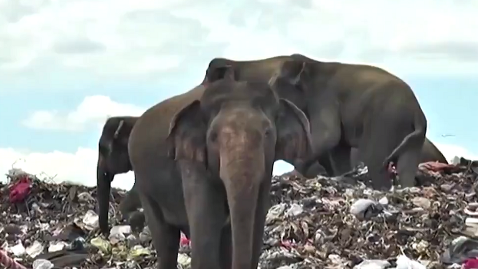 Slonovi nanose tetu seoskim domainstvima u okolini/Reuters