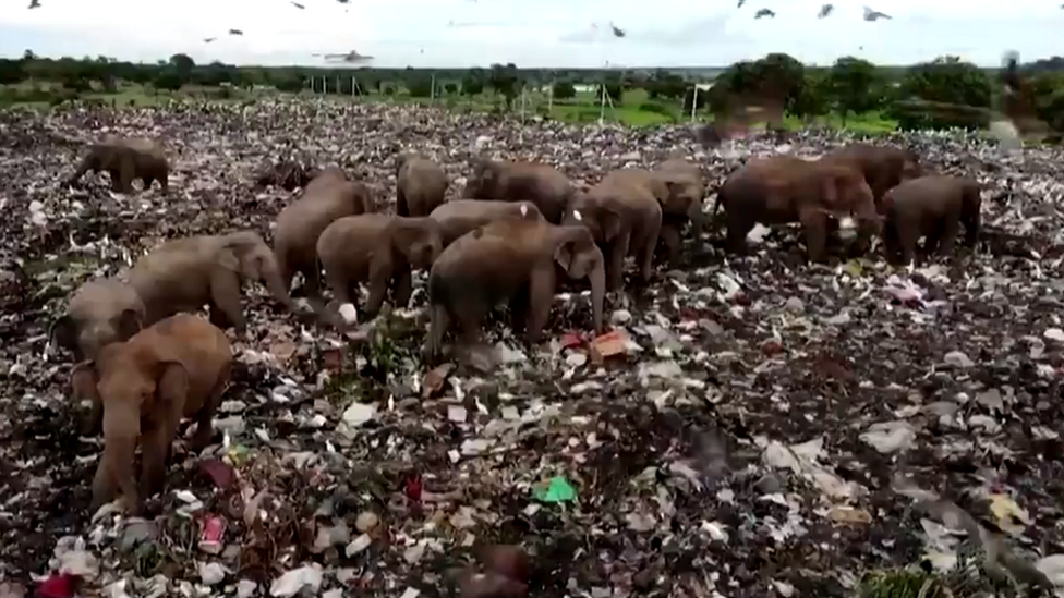 Slonovi kopaju po ubritu u Ampari/Reuters