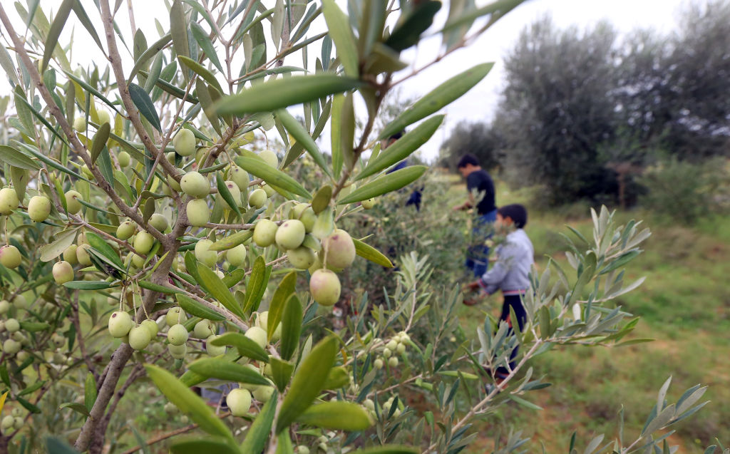 Zemlja oko Tarhune plodna je za maslinjake/AFP