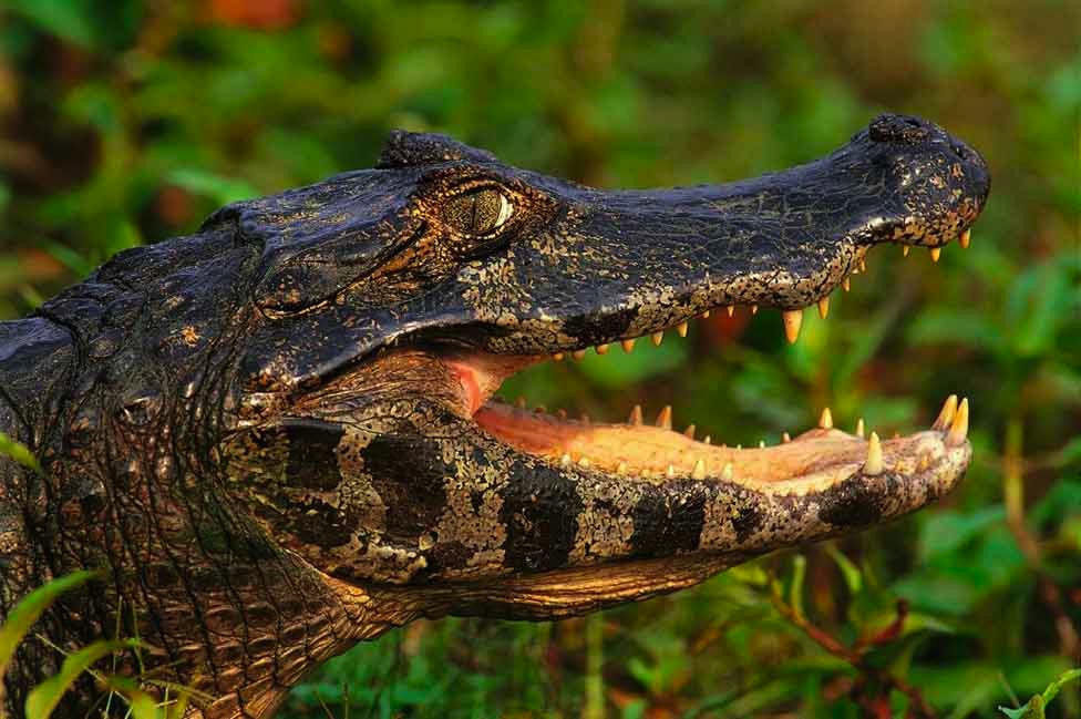 Krokodili su na spisku ivotinja kojih se Antonio najvie plai/Getty Images