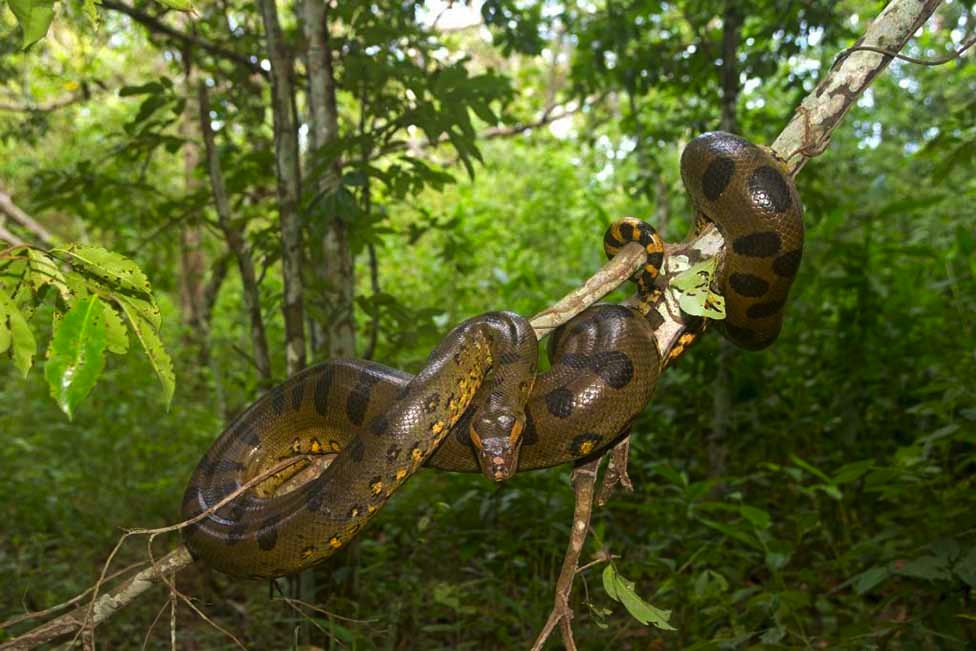 Anakonda je jedna od tri najveih predatora u Amazoniji/Getty Images