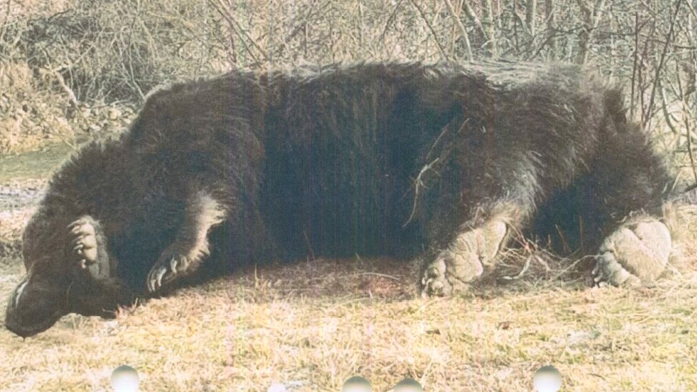 Medved je ubijen u martu posle albi lokalnog stoara/Agent Green