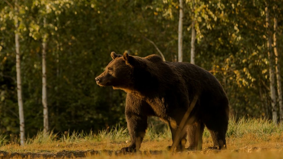 Artur je bio najvei medved u Rumuniji i verovatno najvei u celoj Evropskoj uniji/Agent Green