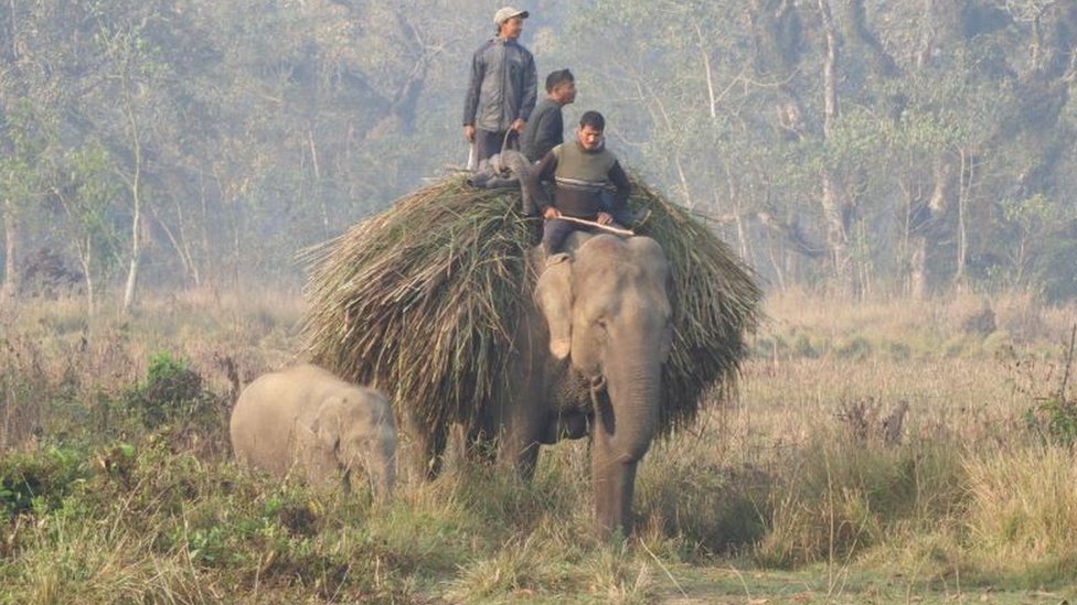 Nepalske vlasti ne dozvoljavaju da se pripitomljeni slonovi hrane u zatienim umskim podrujima/Ishwor Joshi
