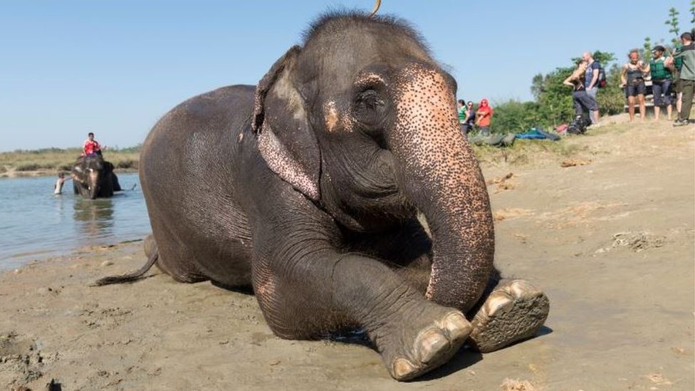 Decenijama je safari sa slonovima igrao vanu ulogu u dovoenju turista u nacionalni park itvan/Getty Images