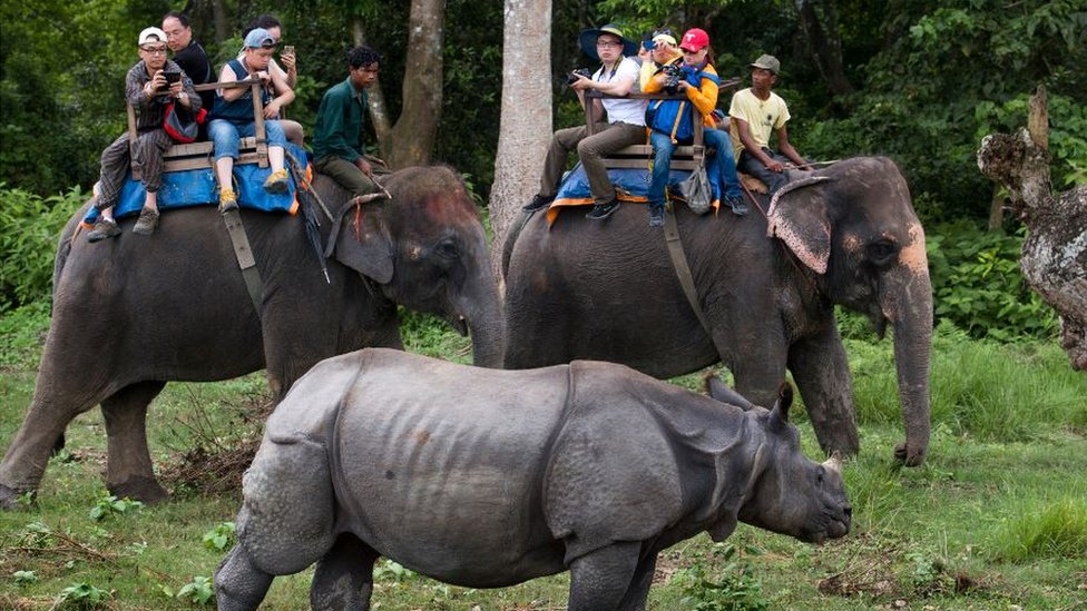 Jahanje slonova je idealna prilika da se upoznate sa ivotm ovih ugroenih ivotinja/Getty Images