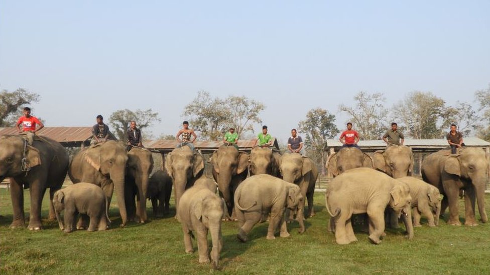 Turistiki radnici se bore da odre posao i slonove u vlasnitvu u vreme kada je broj turista znaajno opao/Ishwor Joshi