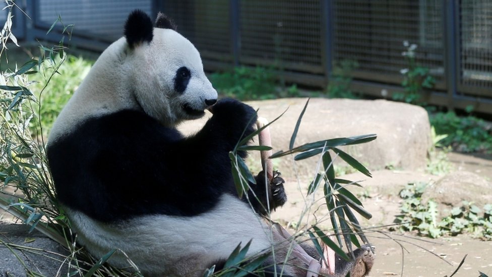 Staff at the zoo suspected Shin Shin could be pregnant after she mated with her partner Ri Ri in March/AFP