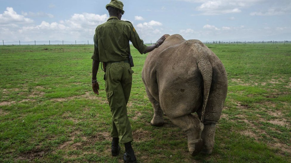 I Nadin i Fatu su roene u zatoenitvu, a nijedan novi severni beli nosorog nije roen/Getty Images