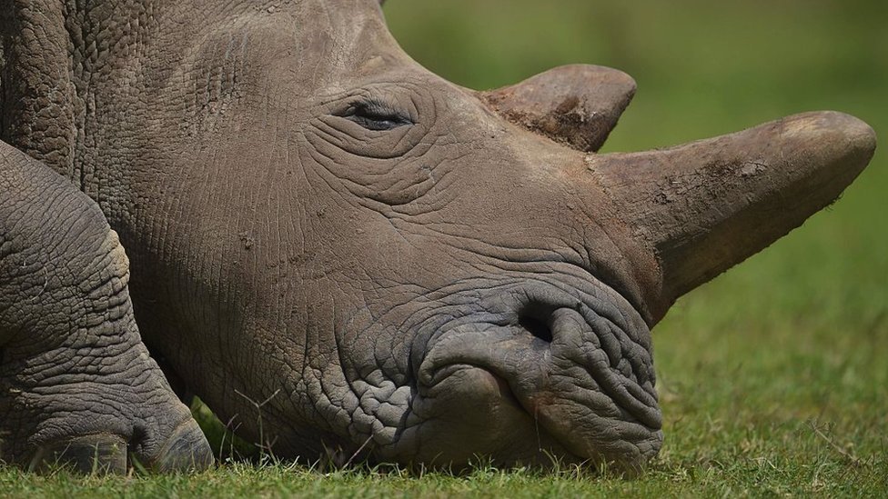 Nadin ima karakteristina iroka usta severnih belih nosoroga, koji su evoluirali da pasu na travnatim movarama/Getty Images
