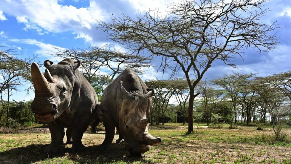 Nadin i Fatu - poslednji beli nosorozi na planeti/Getty Images