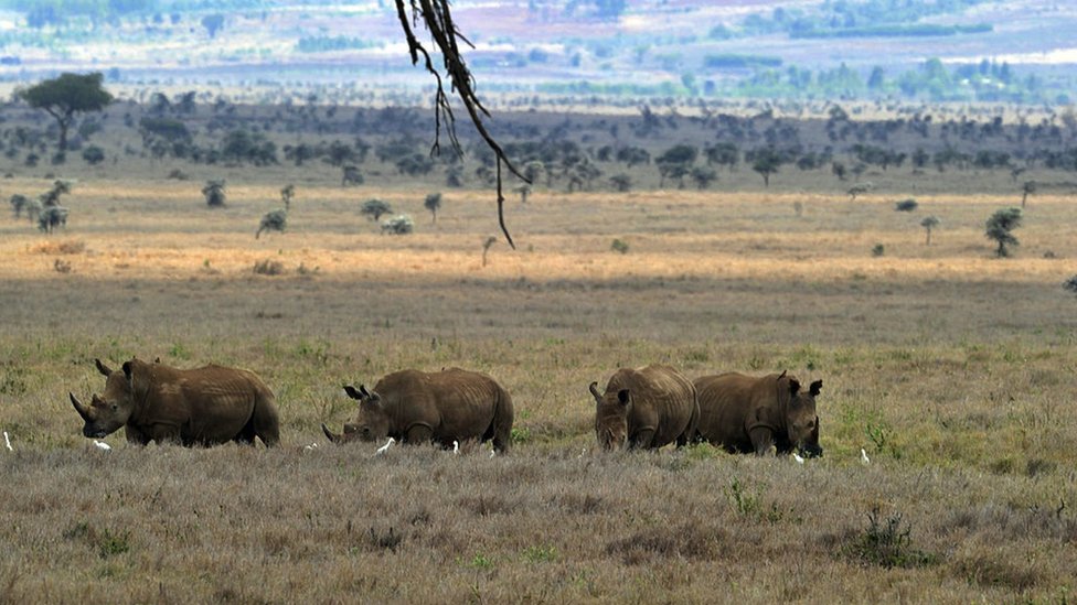 Da li emo opet moi da vidimo krdo severnih belih nosoroga?/Getty Images