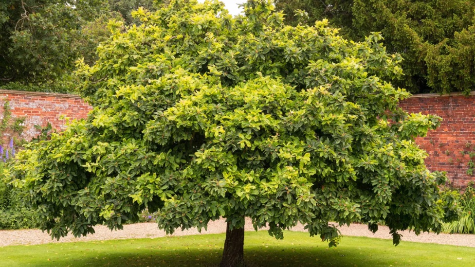Drvo mumule je jednostavno i dugoveno, a ak i najstariji primerci donose stotine plodova svake godine/Alamy