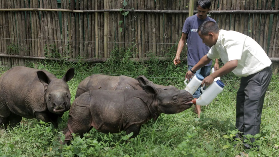 Runo hranjenje malih nosoroga pomoglo je poveanju broja vrsta u Manasu/Rajib Bordoloi/IFAW-WTI