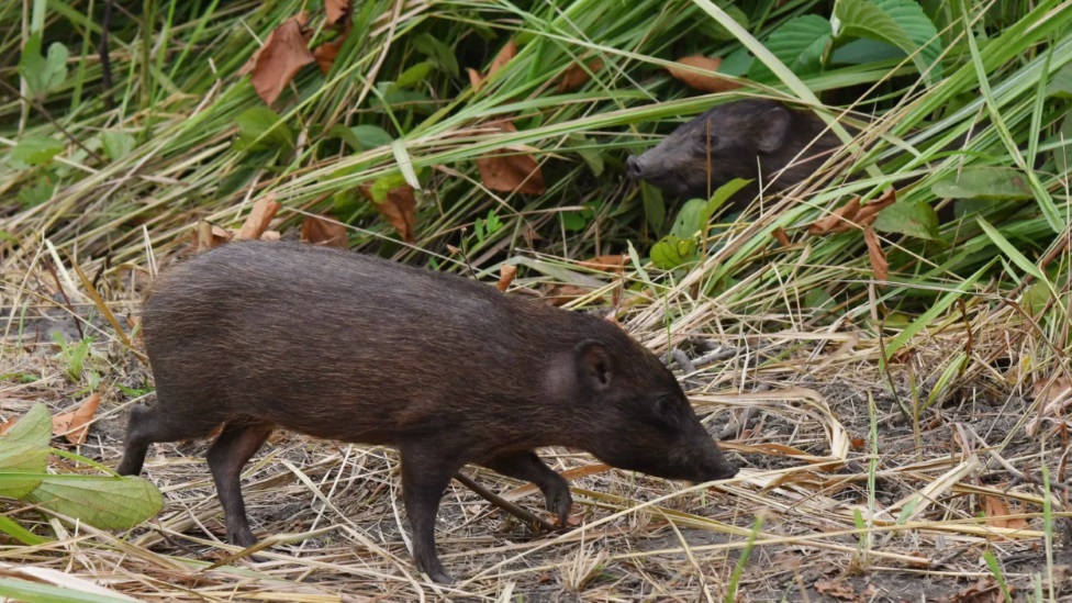Patuljasta svinja je jedna od nekoliko ugroenih vrsta koje e biti ponovo uvedene u Manas posle Bodo sukoba/Getty Images