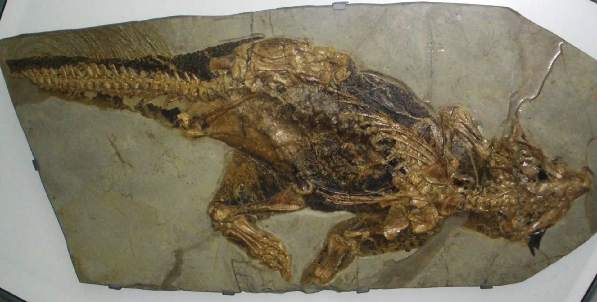 Oznake na nogama poznatog fosilizovanog psitakosaurusa sugeriu da je iveo u gustom umovitom okruenju/Wikimedia Commons/Ghedoghedo