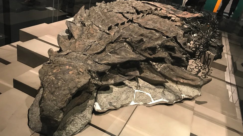 Najbolje ouvani fosil nodosaurusa na svetu jo sadri originalne elije koje proizvode melanin, a njihov oblik sugerie da je bio ri/Wikimedia Commons/ ケラトプスユウタ