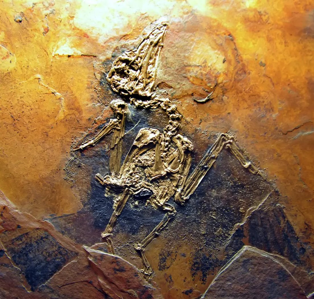 Fosili u jami Mesel su poloeni milionima godina nakon to su dinosaurusi izumrli, ali mogu otkriti naznake kako su se parili/Alarmy