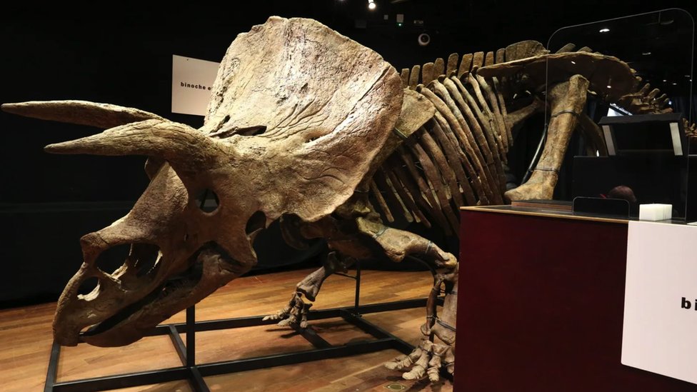 Dugo se pretpostavljalo da su triceratopsi koristili nabore za odbranu od predatora, ali da li je umesto toga to moglo biti zbog udvaranja?/Getty Images