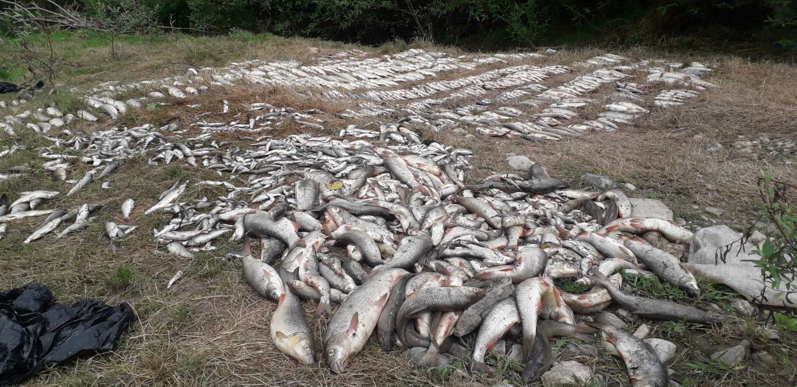Na reci Kolubari prošlog leta je stradalo više tona ribe/Ognjen Krnetiæ