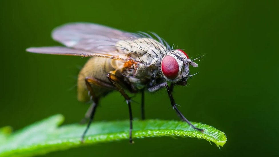 Vinske mušice postaju agresivnije kada im se nivo serotonina pomeša, pokazalo je istraživanje/Getty Images