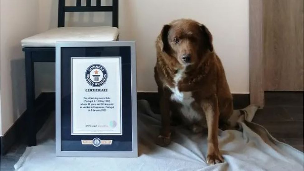 Bobi se upisao u Ginisovu knjigu rekorda kao najstariji pas na svetu/Guinness World Records