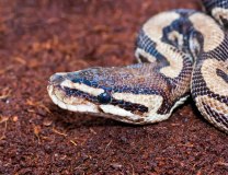 Foto: Shutterstock/Alexandru-Radu Borzea