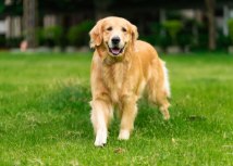 Foto: Shutterstock/Burin P