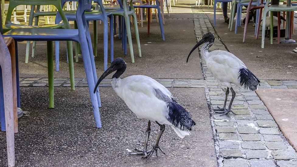U prirodnom movarnom stanitu, australijski beli ibis se gnezdi u beskrajnim kolonijama od i do 20.000 ptica/Getty Images