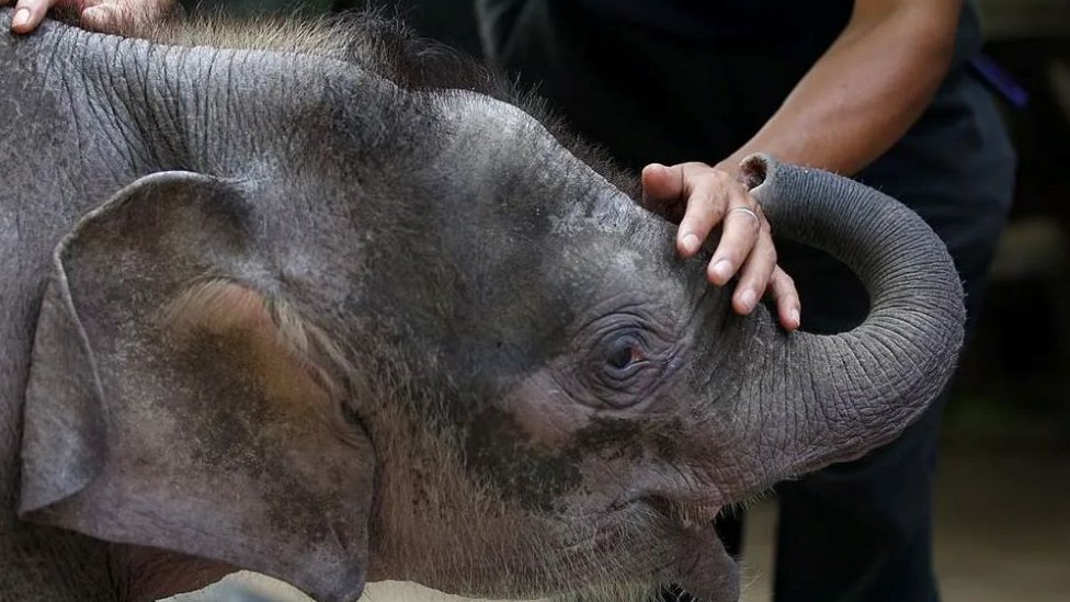 Tromeseno mladune bornejskog slona, koje je izgubilo roditelje, po imenu Do/Getty Images